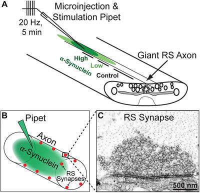 Effects of Excess Brain-Derived Human α-Synuclein on Synaptic Vesicle Trafficking